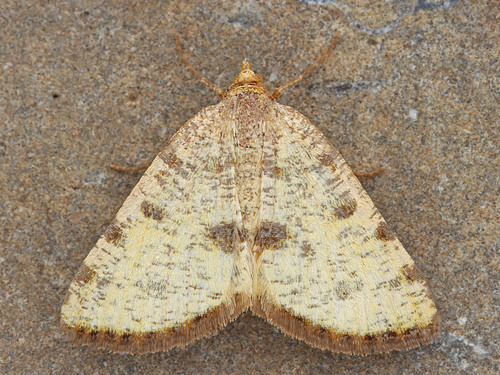 Macaria sulphurea (Packard, 1873)