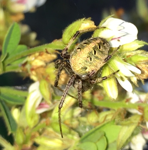 Arabesque Orbweaver