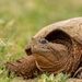Common Snapping Turtle - Photo (c) Keith Dvorsky, all rights reserved, uploaded by Keith Dvorsky