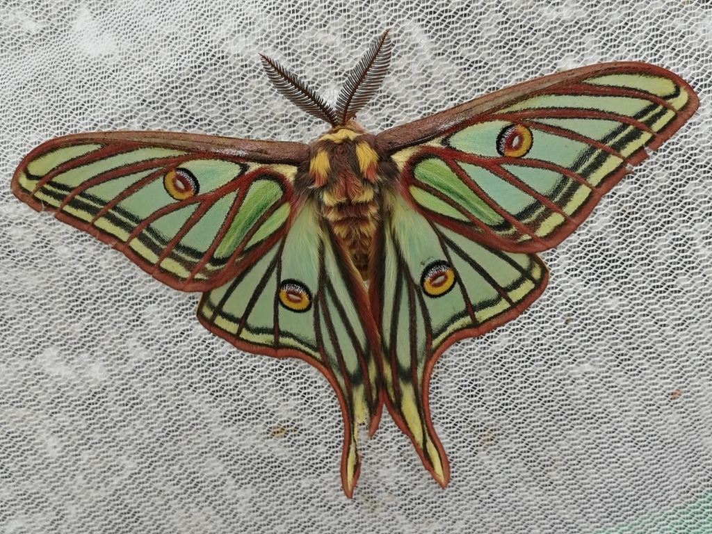 Spanish Moon Moth (Graellsia isabellae) · iNaturalist