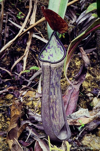 Nepenthes X cincta
