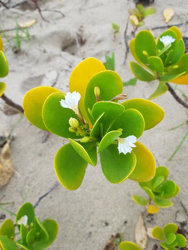 coastal inkberry