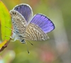 Leptotes trigemmatus - Photo (c) matias saa, all rights reserved, uploaded by matias saa