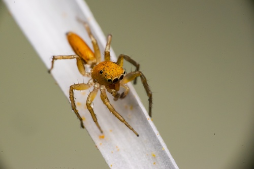 Lami Beach Northern Jumping Spider