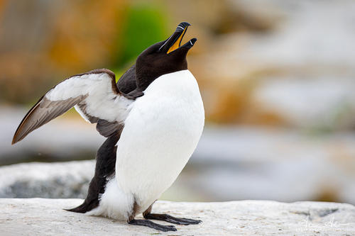 Razorbill