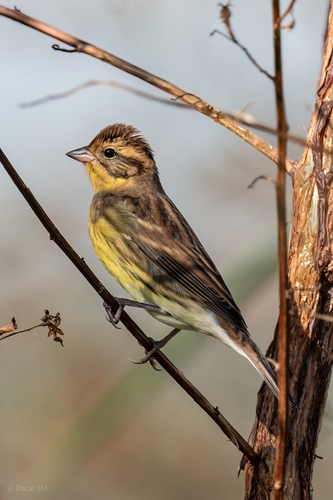 Yellow-breasted Bunting