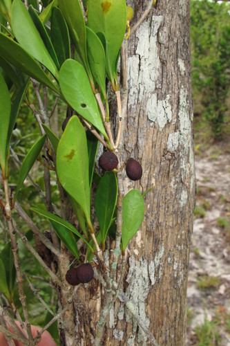 Coffea commersoniana