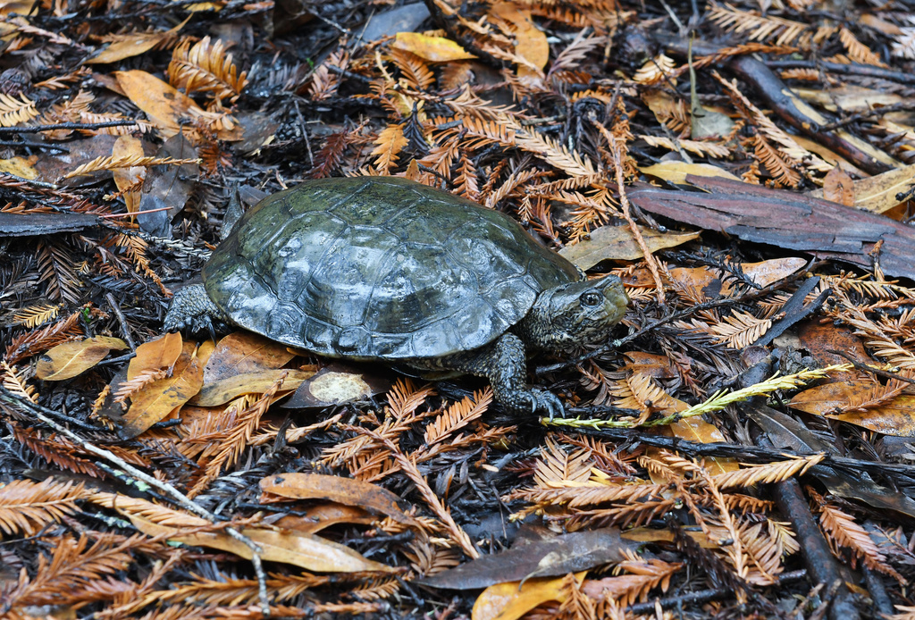 Southwestern Pond Turtle in November 2020 by Dylan. Moving upland for ...