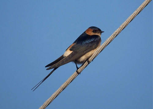 European Red-rumped Swallow