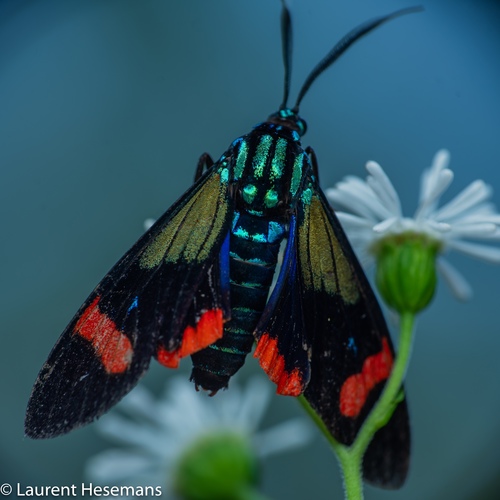 Diospage chrysobasis thumbnail