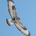 American Rough-legged Hawk - Photo (c) TroyEcol, all rights reserved, uploaded by TroyEcol