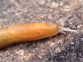 Arion subfuscus nuotrauka