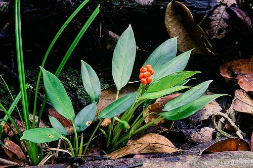 Alocasia Minuscula Inaturalist