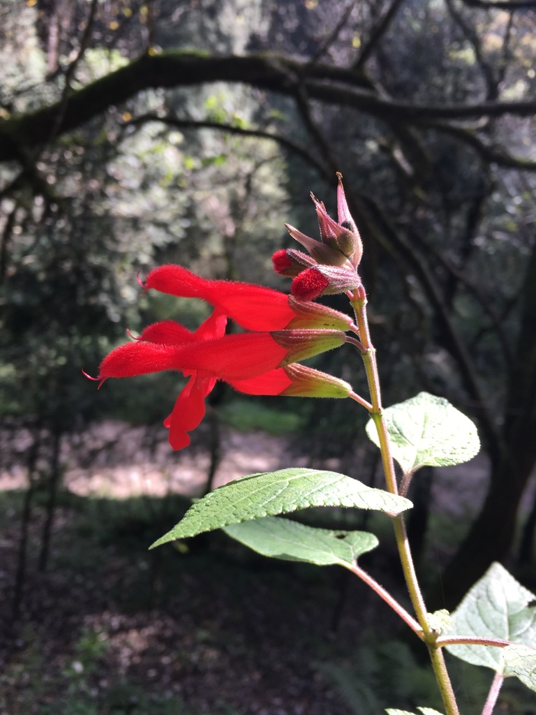 Cardinal Sage from Camino a los Dinamos, Ciudad de México, CDMX, MX on ...