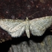 Eupithecia pernotata - Photo (c) Sergey D, all rights reserved, uploaded by Sergey D