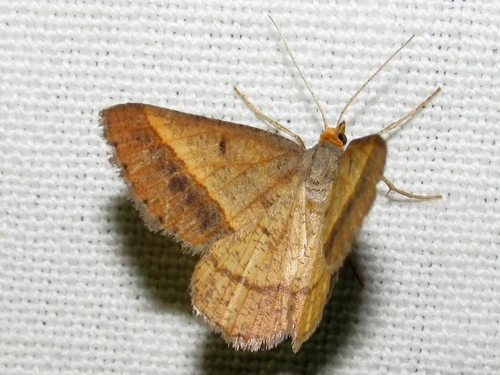 Isturgia arenacearia