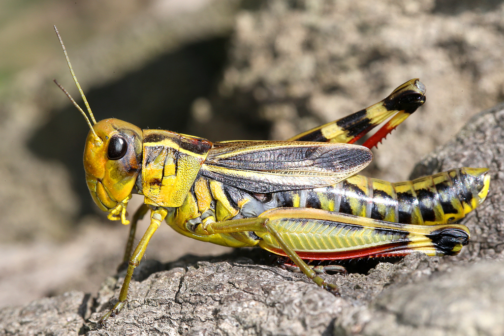 Large Banded Grasshopper from Austria, Lower Austria, Lainzer ...