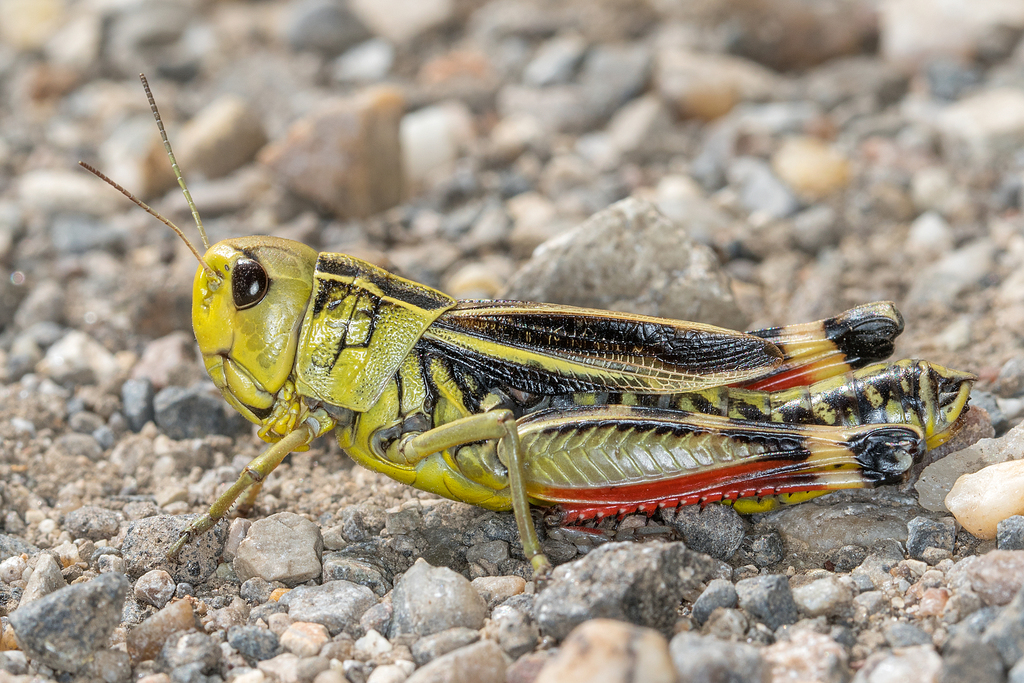 Large Banded Grasshopper From Austria, Lower Austria, Lainzer 