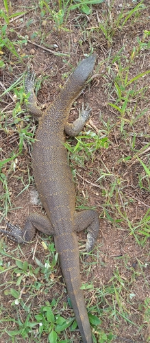 Nile Monitor