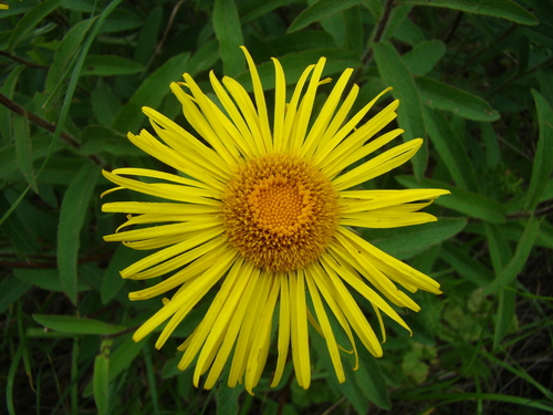 Pentanema