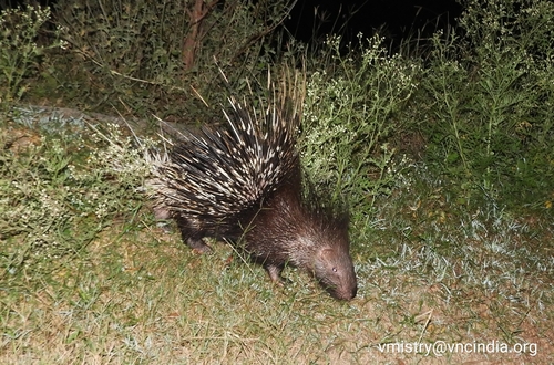 Indian Crested Porcupine