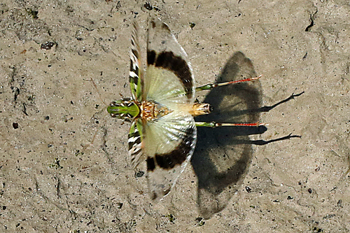 Handsome Cross Grasshopper