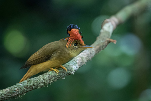 Atlantic Royal Flycatcher
