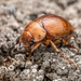 Cromwell Chafer - Photo (c) Danilo Hegg, all rights reserved, uploaded by Danilo Hegg