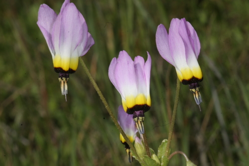 Primula clevelandii var. gracilis