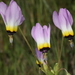Primula clevelandii gracilis - Photo (c) Terry Gosliner, כל הזכויות שמורות, הועלה על ידי Terry Gosliner