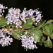 Monterey Ceanothus - Photo (c) Terry Gosliner, all rights reserved, uploaded by Terry Gosliner