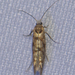 Juniper Seed Moth - Photo (c) Owen Ridgen, all rights reserved