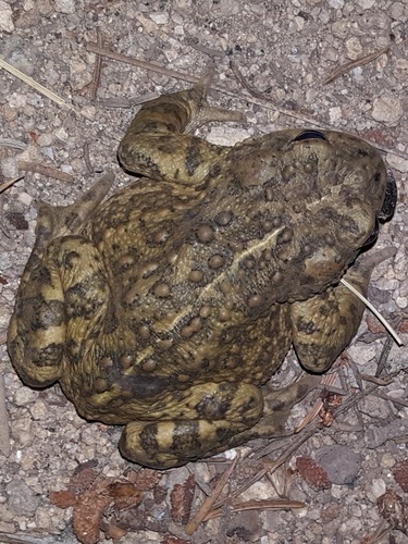 iNaturalist observation photo of California Toad