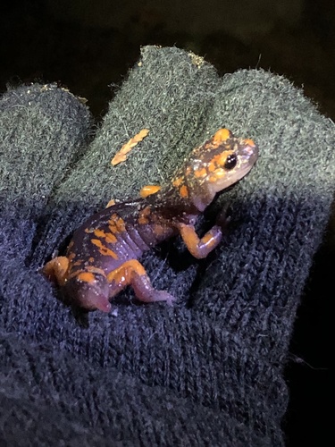 iNaturalist observation photo of Sierra Nevada Ensatina