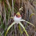Caladenia longicauda extrema - Photo (c) Paul Winthrop, all rights reserved, uploaded by Paul Winthrop