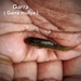 Garra mullya - Photo (c) Aravind Manoj, όλα τα δικαιώματα διατηρούνται, uploaded by Aravind Manoj