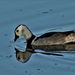 Australian Cotton Pygmy-Goose - Photo (c) Laurence Sanders, all rights reserved, uploaded by Laurence Sanders