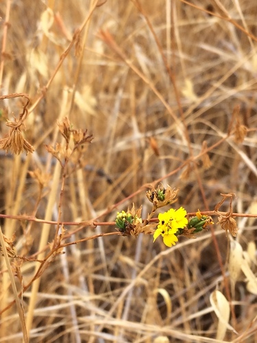 iNaturalist observation photo of Clustered Tarweed