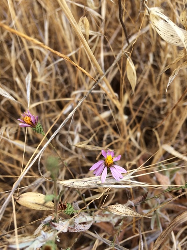 iNaturalist observation photo of California Aster