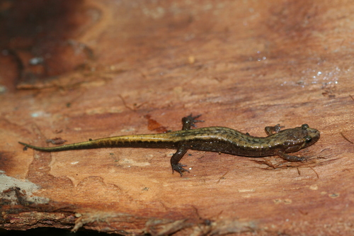 Allegheny Mountain Dusky Salamander
