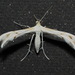Horehound Plume Moth - Photo (c) john lenagan, all rights reserved