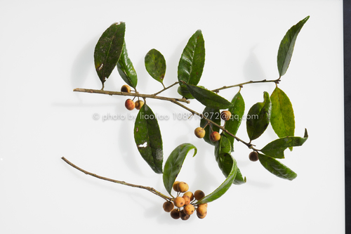 Ilex nanningensis