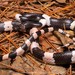 Banded Wolf Snake - Photo (c) Kenneth Chin, all rights reserved