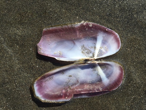 Pacific Razor Clam