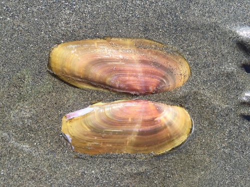 Pacific Razor Clam
