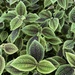 Pilea mollis - Photo (c) Chris Carmona, כל הזכויות שמורות, הועלה על ידי Chris Carmona