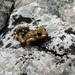 Mallorcan Midwife Toad - Photo (c) Benjamin Tapley, all rights reserved, uploaded by Benjamin Tapley
