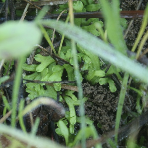 Riccia perennis