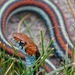 San Francisco Garter Snake - Photo (c) Lou Boyer, all rights reserved, uploaded by Lou Boyer