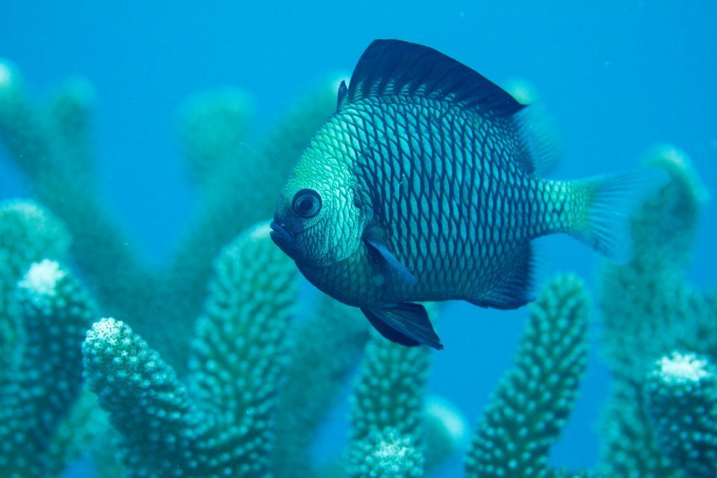 Reticulated Damselfish